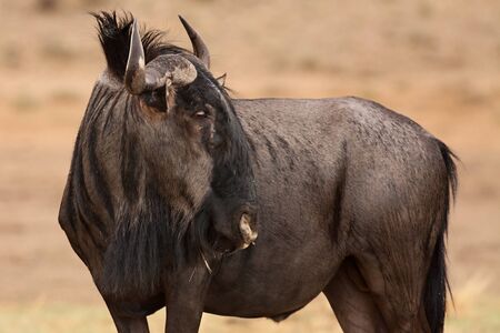 A blue wildebeest (Connochaetes taurinus) calmly stying on the Kalahari desert and loking for the predators. evening sun.の写真素材