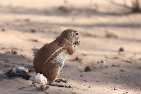 The African ground squirrels (genus Xerus)  sitting on dry sand of Kalahari desert and feeding. Up...