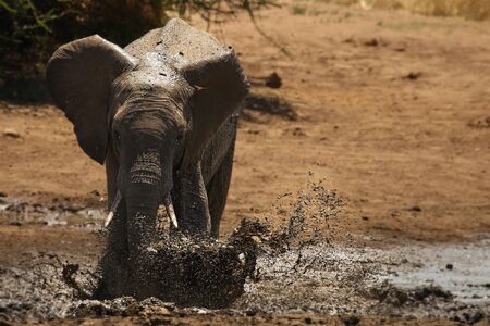 Young african bush elephant (Loxodonta africana) splash mud. Elephant in bath. Elephant splash mud.の写真素材