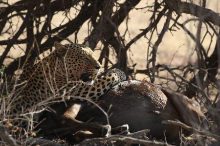 The African leopard (Panthera pardus pardus) in the Kalahari desert.の写真素材