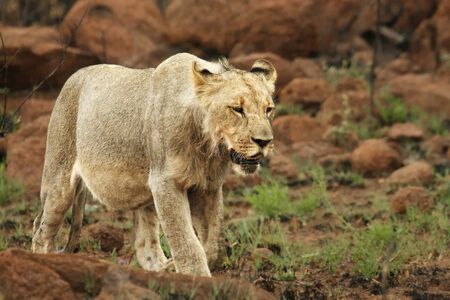 Lioness (Panthera leo) walking in Kalahari desert and looking for the rest of her pride. Red stones in background.の写真素材
