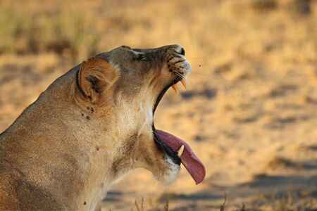 Lioness (Panthera leo) laying in sand in Kalahari Desert. Lioness with open mouth show teeth.  Morning sun. Lioness portrait.の写真素材
