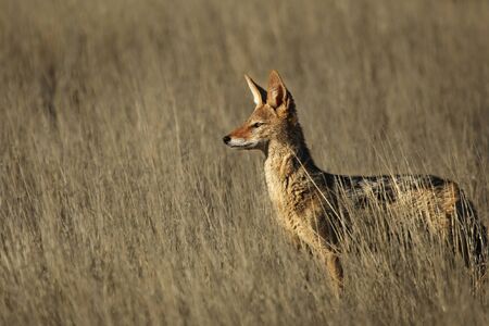 Black-backed jackal (Canis mesomelas) staying in the dry high grass. Awaiting for hunt.の写真素材
