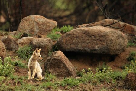 Black-backed jackal (Canis mesomelas) puppy playing in the dry grass in morning sun with rocks in background. Jackal puppy awaiting for mother.の写真素材