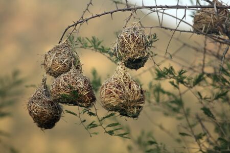 The nests of the southern masked weaver - African masked weaver (Ploceus velatus) hanging from the...