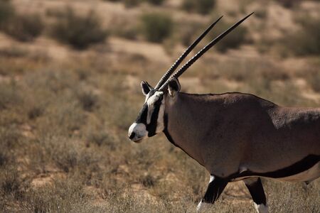 The gemsbok or gemsbuck (Oryx gazella) standing on the sand with sand in the background. Portrait.の写真素材