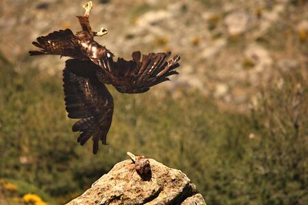 The golden eagle (Aquila chrysaetos) prepare for the attack from the spanish imperial eagle. The...