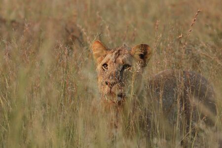 Lion (Panthera leo) staying hidden in dry grass in south african safari. Dangerus predator in grassland in morning sun. Lions pride awaiting for hunt.の写真素材