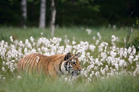 The Siberian Tiger (Panthera tigris Tigris) or Amur Tiger (Panthera tigris altaica) in the grassland. Tiger with yellow background. Tiger hidden in flowers.の写真素材