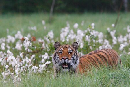 The Siberian Tiger (Panthera tigris Tigris) or Amur Tiger (Panthera tigris altaica) in the grassland. Tiger with yellow background. Tiger hidden in flowers.の写真素材