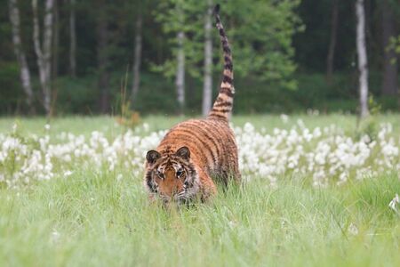 The Siberian Tiger (Panthera tigris Tigris) or Amur Tiger (Panthera tigris altaica) in the grassland. Tiger with yellow background. Tiger hidden in flowers.の写真素材
