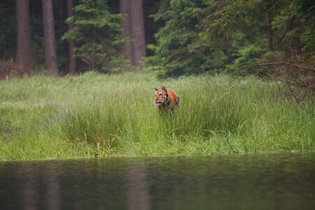 The Siberian tiger (Panthera tigris Tigris), or  Amur tiger (Panthera tigris altaica) in the forest walking in a water. Tiger with green background.の写真素材