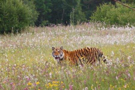 The Siberian Tiger (Panthera tigris Tigris) or Amur Tiger (Panthera tigris altaica) in the grassland. Tiger with yellow background. Tiger hidden in flowers.の写真素材