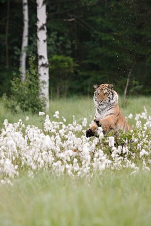 The Siberian Tiger (Panthera tigris Tigris) or Amur Tiger (Panthera tigris altaica) jumping in the grassland. Tiger with yellow background. Tiger hidden in flowers.の写真素材