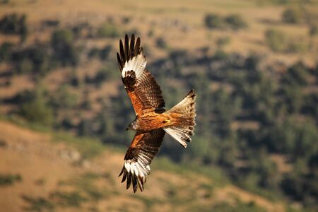 The golden eagle (Aquila chrysaetos) flying ower the rocks. Brown and green background. Golden eagle...