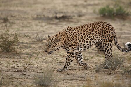 The African leopard (Panthera pardus pardus) walking in dry sand in Kalahari desert. Leopard walking in desert after the rain.の写真素材