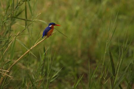 Malachite Kingfisher (Alcedo cristata) sitting on the grass with green grass around. Malachite kingfisher calmly sitting above the lake. Kingfisher on the hunt.の写真素材
