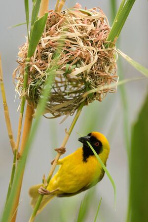 The southern masked weaver or African masked weaver (Ploceus velatus) sitting in the grass and...