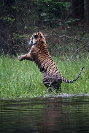 The Siberian tiger (Panthera tigris Tigris), or  Amur tiger (Panthera tigris altaica) in the forest jumping in a water. Tiger with green background.の写真素材