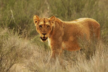 Lioness (Panthera leo) walking in Kalahari desert and looking for the rest of her pride. Grass and trees in background.の写真素材
