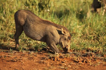 The common warthog (Phacochoerus africanus) feeding on the green grass in evening sun. Red sand and green grass around.の写真素材