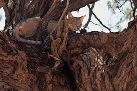 A wildcat (Felis silvestris) lying closeup  in the shade on the branch in the big tree. Wildcat in...