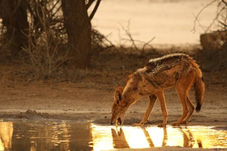 Black-backed Jackal (Canis mesomelas) drinking water at waterhole in Kalahari desert in the sunset....