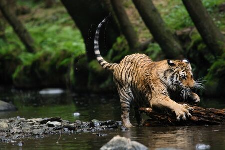 The Siberian tiger (Panthera tigris tigris) or Amur tiger (Panthera tigris altaica) in the forest. Tiger with green background. Tiger on a stone. |の写真素材