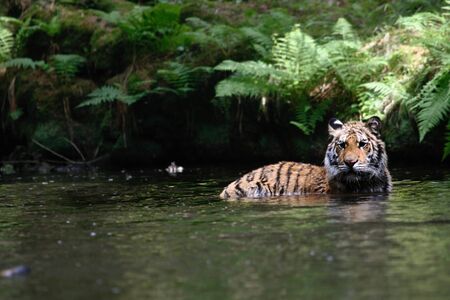 The Siberian tiger (Panthera tigris tigris) or Amur tiger (Panthera tigris altaica) in the forest. Tiger with green background. Tiger on a stone. |の写真素材