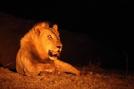 A huge Lion male (Panthera leo) lying in dark night up to close. Lion king in Zambia, South Luangwa.