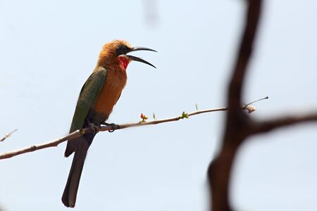 The blue-tailed bee-eater (Merops philippinus) sitting on the small dry branch. Zambia South Luangwa.の写真素材