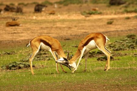 Two springboks (Antidorcas marsupialis) males fighting in Kalahari desert. Springboks on Kalahari sand.の写真素材