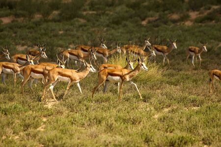 Herd of springboks (Antidorcas marsupialis) walking on red sand in Kalahari desert in the green grass in evening sun. Green grass in background.の写真素材