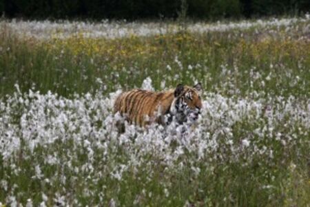 The Siberian tiger (Panthera tigris Tigris), or  Amur tiger (Panthera tigris altaica) in the grassland. Tiger with yellow background. Tiger hidden in flowers. の写真素材