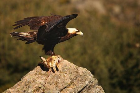 The golden eagle (Aquila chrysaetos) prepare for flying with his prey from the rock. Green bush in...