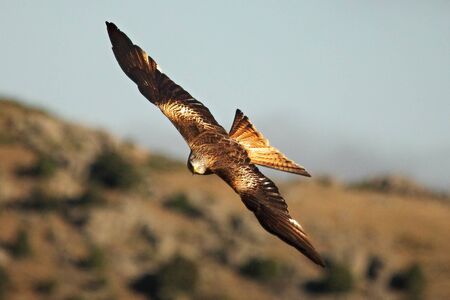 The golden eagle (Aquila chrysaetos) flying ower the rocks. Brown and green background. Golden eagle with expanded wings.の写真素材