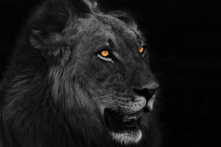 A Lion male (Panthera leo) portrait looking for the rest of his pride in morning sun. Portrait B+W. Zambia, South Luangwa.の写真素材