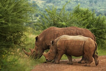 Two white rhinoceros or square-lipped rhinoceros, mother with her baby (Ceratotherium simum) in green grassland in morning sun. Green background.の写真素材