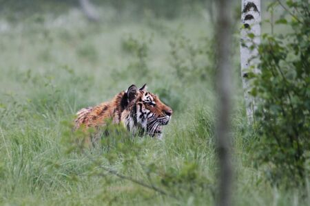 The Siberian tiger (Panthera tigris Tigris), or  Amur tiger (Panthera tigris altaica) in the...