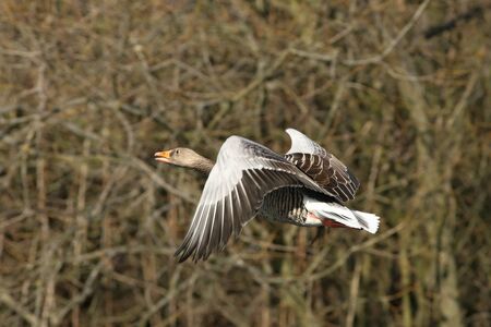 The greylag goose (Anser anser) flying in golden sun. Brown threes in background.の写真素材