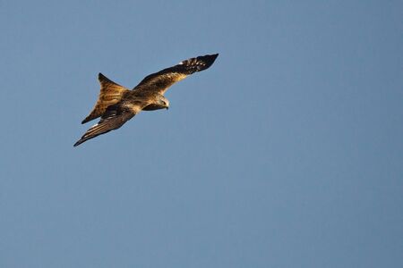 The golden eagle (Aquila chrysaetos) flying ower the rocks. Brown and green background. Golden eagle...