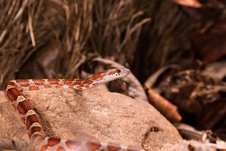 The corn snake (Pantherophis guttatus or Elaphe guttata) is laying on the stone, dry grass and dry leaves round. Up to close. Brown, red, black and yellow color snake.の写真素材