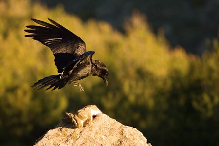 The Common raven (Corvus corax) landing to the rock with a death rabbit. The raven is trying to steal the prey. Green background.の写真素材