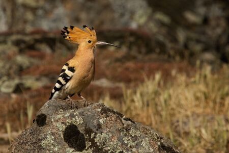 The Hoopoe (Epupa epops) calmly sitting on the grey rstone. The Hoopoe in the morning sun with dry sky in the background.の写真素材