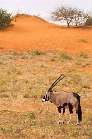 The gemsbok or gemsbuck (Oryx gazella) standing on the red sand dune with red sand and dry grass around. Grey sky in the background.の写真素材