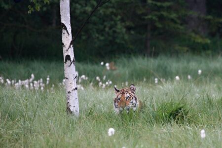 The Siberian tiger (Panthera tigris Tigris), or  Amur tiger (Panthera tigris altaica) in the grassland. Tiger with yellow background. Tiger hidden in flowers. の写真素材