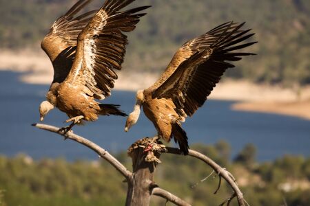 Two Griffon vultures (Gyps fulvus) with a death rabbit. One griffon vulture is sitting and hidding...