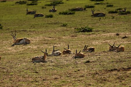 Herd of young springboks babies  (Antidorcas marsupialis) laying on dry sand in Kalahari desert in the green grass in evening sun. Green grass in background.の写真素材