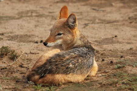The black-backed jackal (Canis mesomelas) in Kalahari desert in morning sun. The black-backed jackal has a rest in Kalahari desert.の写真素材