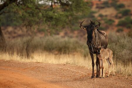 Blue Wildebeest (Connochaetes taurinus) family, mother with baby, walking in Kalahari desert on red sand on the road.の写真素材